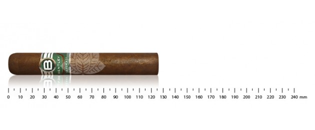 Bentley Robusto