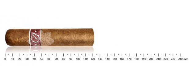CVJ S Robusto