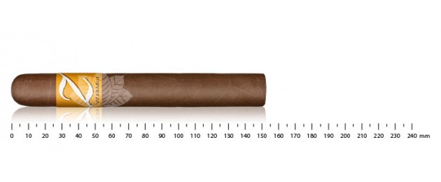 Zino Nicaragua Toro