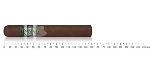 CAO OSA Lot 54