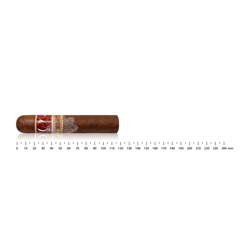 CVJ Robusto F